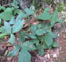 Rubus scaber - Habit - Click to enlarge!