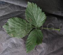 Rubus scaber - Upper surface of leaf - Click to enlarge!