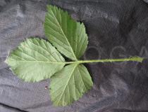 Rubus scaber - Lower surface of leaf - Click to enlarge!