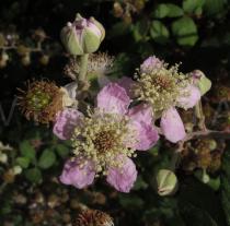 Rubus ulmifolius - Flower - Click to enlarge!