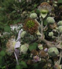 Rubus ulmifolius - Flower, side view - Click to enlarge!