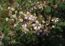Rubus ulmifolius - Inflorescence - Click to enlarge!