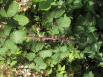 Rubus ulmifolius - Leaf insertion - Click to enlarge!