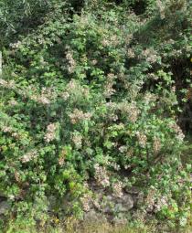 Rubus ulmifolius - Habit - Click to enlarge!