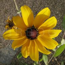 Rudbeckia hirta - Flower - Click to enlarge!