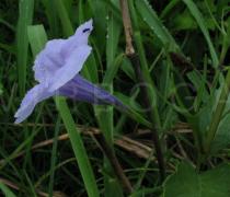 Ruellia tuberosa - Flower, side view - Click to enlarge!
