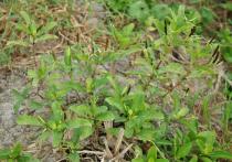 Ruellia tuberosa - Habit of plant with ripening capsules - Click to enlarge!