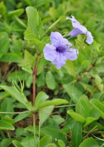 Ruellia tuberosa - Flower - Click to enlarge!