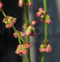 Rumex acetosa - Inflorescence close-up - Click to enlarge!