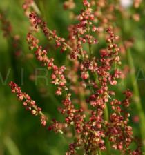 Rumex acetosella - Inflorescence - Click to enlarge!