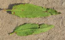 Rumex conglomeratus - Upper and lower surface of leaf - Click to enlarge!