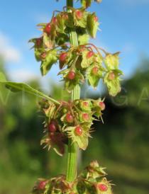 Rumex obtusifolius - Fruit close-up - Click to enlarge!