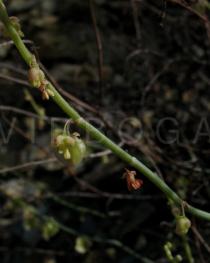 Rumex scutatus - Flowers - Click to enlarge!