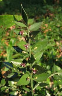 Ruscus aculeatus - Twig with flowers - Click to enlarge!