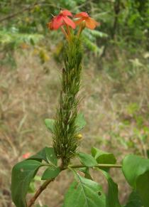 Ruspolia hypocrateriformis - Inflorescence - Click to enlarge!
