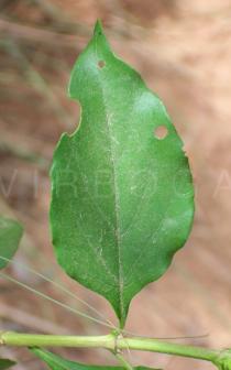 Ruspolia hypocrateriformis - Upper surface of leaf - Click to enlarge!