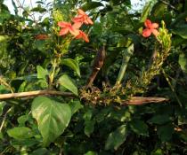 Ruspolia hypocrateriformis - Inflorescences and fruits - Click to enlarge!