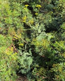 Ruta angustifolia - Habit - Click to enlarge!