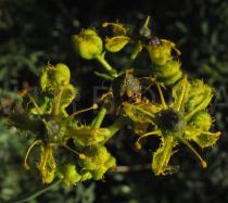 Ruta angustifolia - Flowers - Click to enlarge!
