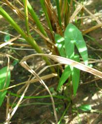 Sagittaria sagittifolia - Habit - Click to enlarge!