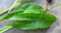 Sagittaria sagittifolia - Upper surface of leaf blade - Click to enlarge!
