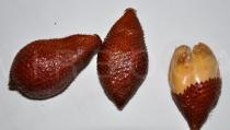 Salacca zalacca - Fruits - Click to enlarge!