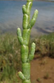 Salicornia europaea - Stem section - Click to enlarge!