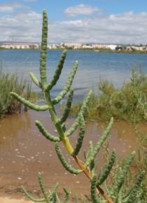 Salicornia europaea - Twig - Click to enlarge!