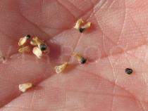 Salicornia europaea - Seeds - Click to enlarge!