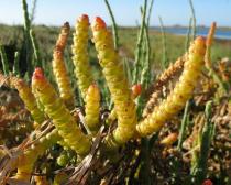 Salicornia maritima - Infructescence - Click to enlarge!