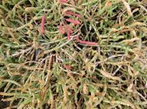 Salicornia meyeriana - Stems of different ages - Click to enlarge!