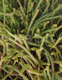 Salicornia meyeriana - Young stems - Click to enlarge!