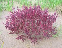 Salicornia meyeriana - Habit - Click to enlarge!