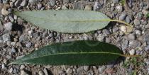 Salix alba - Upper and lower surface of leaf - Click to enlarge!