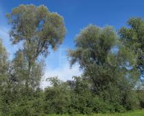 Salix alba - Habit - Click to enlarge!