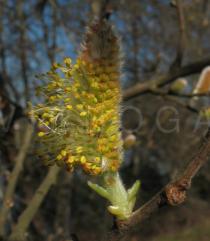 Salix atrocinerea - Male catkin close-up - Click to enlarge!