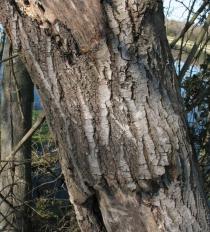 Salix atrocinerea - Trunk - Click to enlarge!