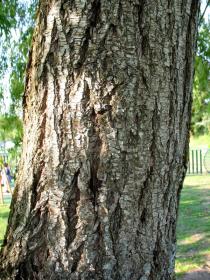 Salix babylonica - Bark - Click to enlarge!