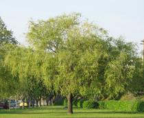 Salix babylonica - Habit of park tree, the lower branches are pruned - Click to enlarge!