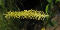 Salix babylonica - Male catkin close-up - Click to enlarge!