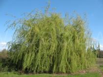 Salix babylonica - Habit - Click to enlarge!