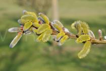 Salix udensis - Catkins - Click to enlarge!