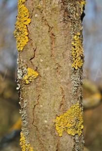 Salix udensis - Bark - Click to enlarge!