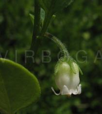 Salpichroa origanifolia - Flower side view - Click to enlarge!