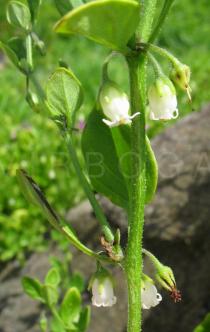 Salpichroa origanifolia - Stem section - Click to enlarge!