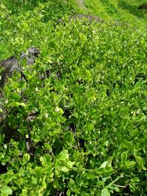 Salpichroa origanifolia - Habit - Click to enlarge!