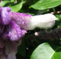 Salvia leucantha - Flower - Click to enlarge!