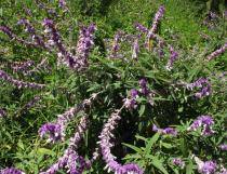 Salvia leucantha - Habit - Click to enlarge!