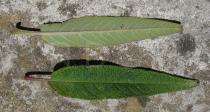 Salvia leucantha - Upper and lower surface of leaf - Click to enlarge!