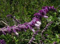 Salvia leucantha - Inflorescence - Click to enlarge!